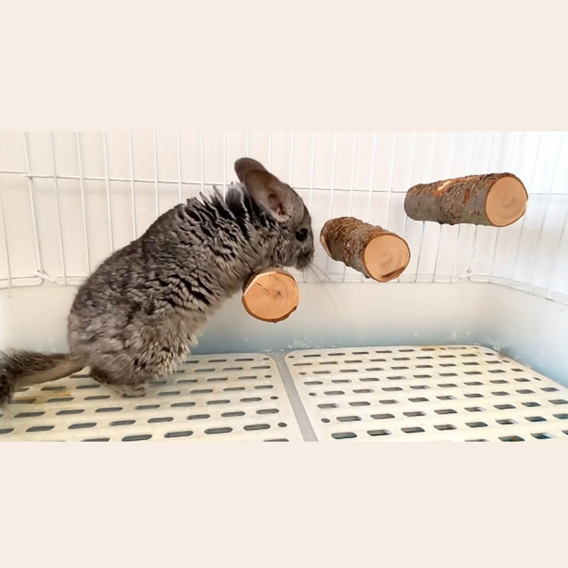 Evcil hayvan hamster oyuncak d - Woodworking Rabbet incelemesi ve fiyatı